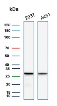 Rps23 Antibody
