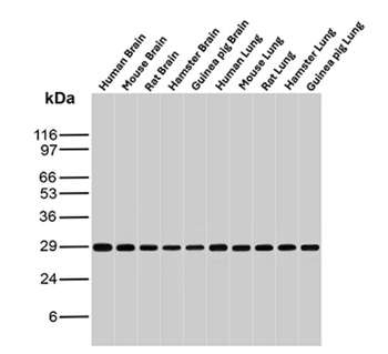 Rps23 Antibody
