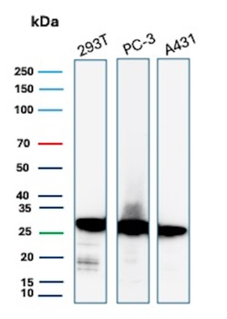 YWHAE Antibody