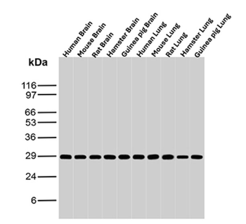 YWHAE Antibody