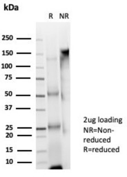 USF2 Antibody