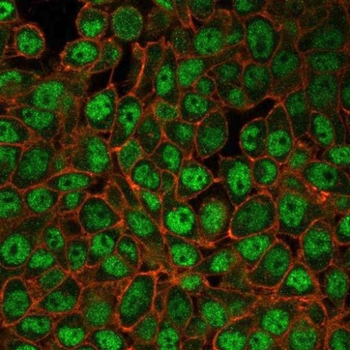 USF2 Antibody