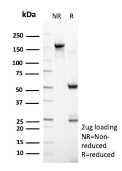 USF2 Antibody