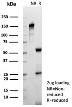 TPH1 Antibody