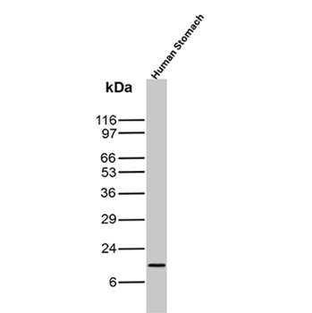 TFF1 Antibody