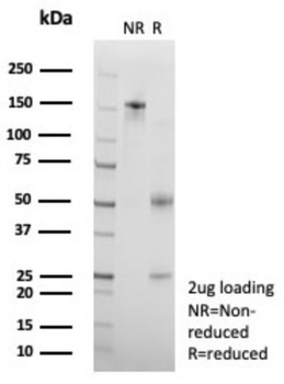 SNAPC4 Antibody