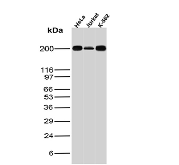 SMARCA4 Antibody