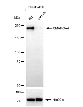 SMARCA4 Antibody