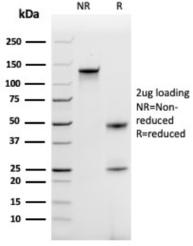 CCL18 Antibody