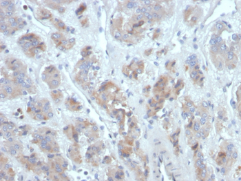 CCL18 Antibody