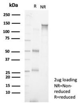 S100A13 Antibody