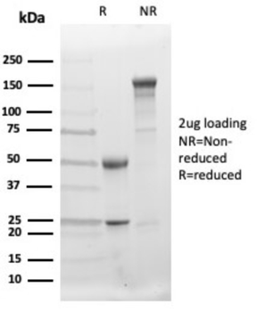 BCOR Antibody