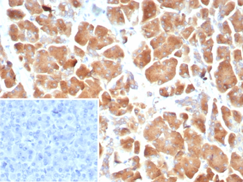 CLDN18 Antibody