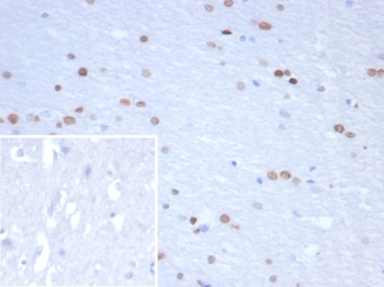 NEUROG3 Antibody