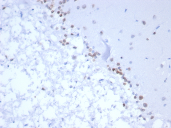 NEUROG3 Antibody