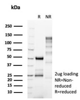 NEUROG3 Antibody