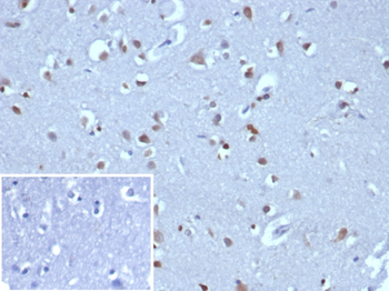 NEUROG3 Antibody