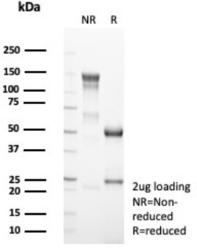 NEUROG3 Antibody