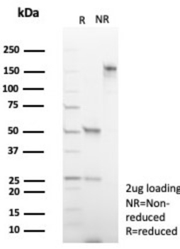 RHOBTB2 Antibody