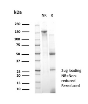 KDM1A Antibody