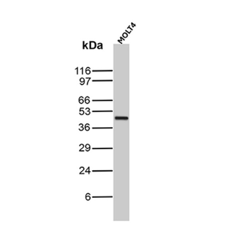 RBFOX3 Antibody