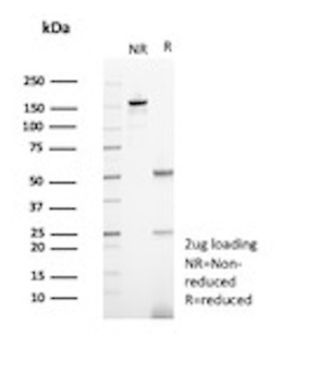 IL22RA2 Antibody