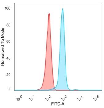 FOXP4 Antibody