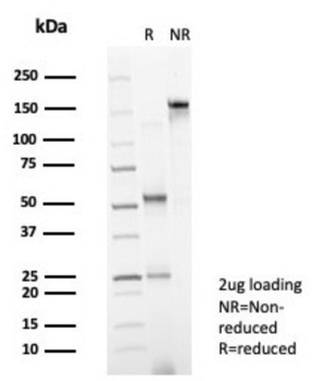 FOXP4 Antibody