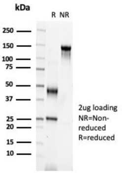 S100A2 Antibody