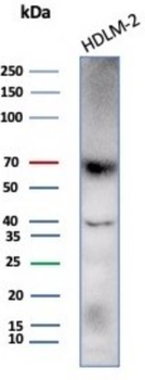 PRF1 Antibody