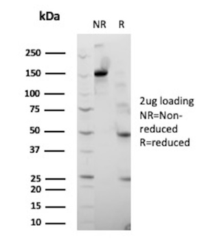 PRF1 Antibody