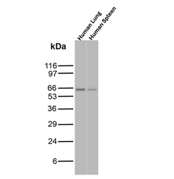 PRF1 Antibody