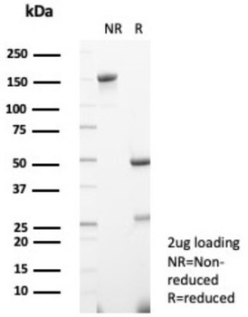 PON1 Antibody