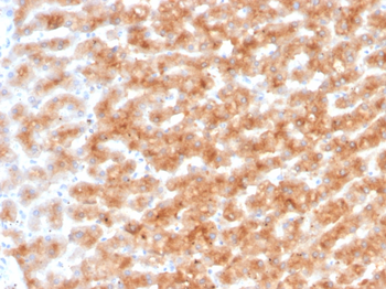PON1 Antibody