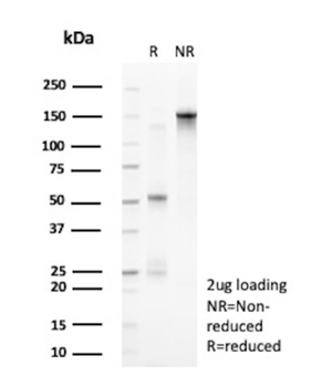 plk1 Antibody