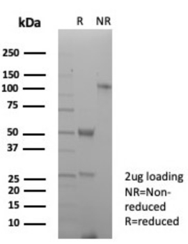 PECAM-1 Antibody