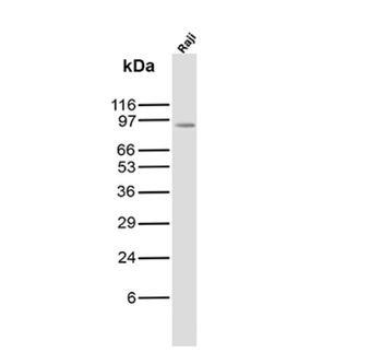PECAM-1 Antibody