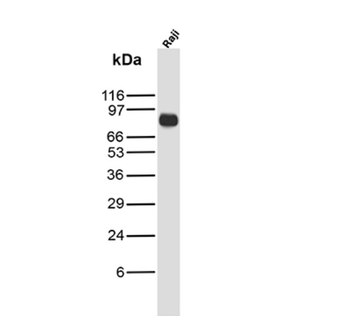 PECAM-1 Antibody