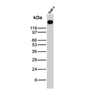 PECAM-1 Antibody