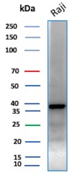 PCNA Antibody