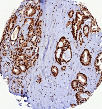 PCNA Antibody