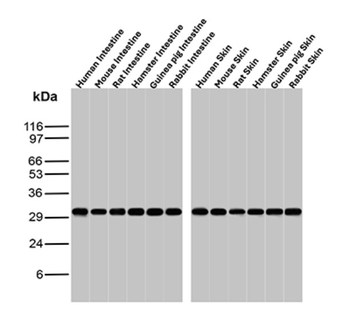 PCNA Antibody