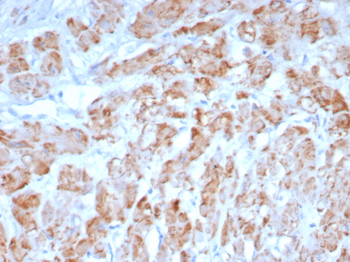 MYH11 Antibody