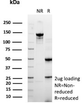 MYH11 Antibody
