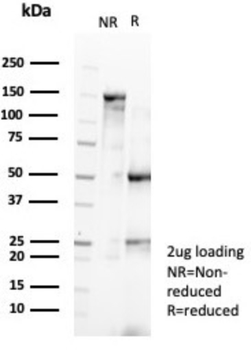 MYH11 Antibody
