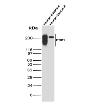 MYH11 Antibody