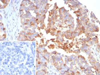 MX1 Antibody