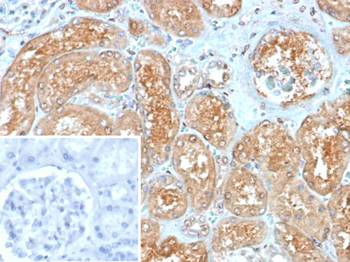 MX1 Antibody