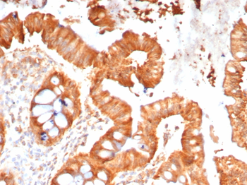 MPZ Antibody