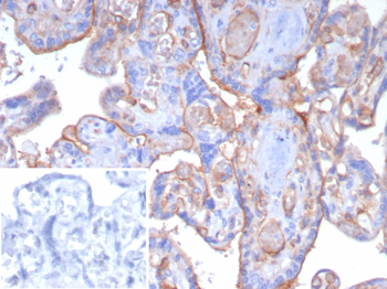 THBD Antibody